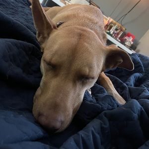 Meet your Posher, William